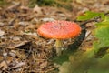 Poisonous red mushroom with white points in forest Amanita muscaria fly agaric or fly amanita Royalty Free Stock Photo